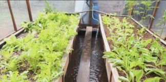 Sedap expõe projeto de aquaponia na Paranapanema