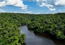 No Dia Mundial do Meio Ambiente, Governo do Brasil ressalta avanços conquistados pelo país desde 2023