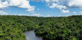 No Dia Mundial do Meio Ambiente, Governo do Brasil ressalta avanços conquistados pelo país desde 2023