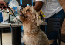 CIDADES: Lauro de Freitas ganha posto fixo de vacinação antirrábica gratuita para pets no Parque Shopping Bahia