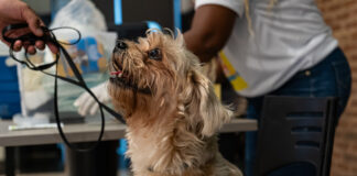 CIDADES: Lauro de Freitas ganha posto fixo de vacinação antirrábica gratuita para pets no Parque Shopping Bahia